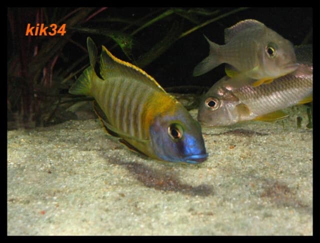 Tramitichromis sp. 'orange top' Lumbira
